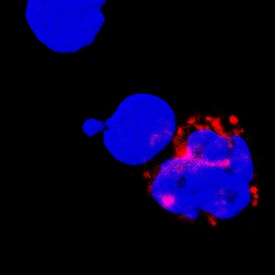 TNF-a antibody in Human PBMCs by Immunocytochemistry (ICC).