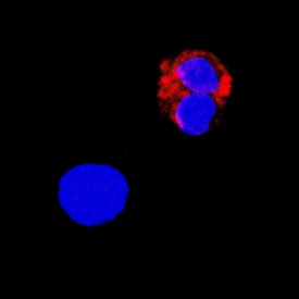 TNF-a antibody in Human PBMCs by Immunocytochemistry (ICC).