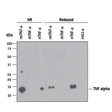 Detection of Recombinant Mouse, and Rat TNF-a antibody by Western Blot.