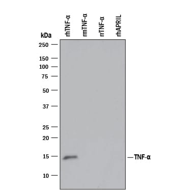 Detection of Recombinant Human TNF-a antibody by Western Blot.