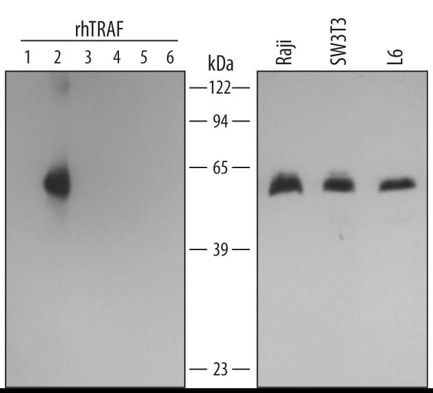 Detection of Human/Mouse/Rat TRAF‑2 antibody by Western Blot.