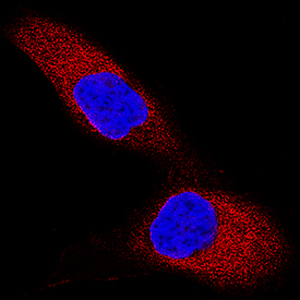 TRAF-2 antibody in HeLa Human Cell Line by Immunocytochemistry (ICC).