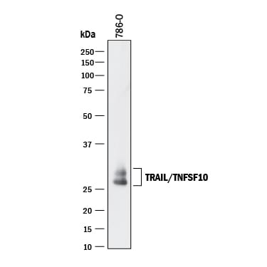 Detection of Human TRAIL/TNFSF10 antibody by Western Blot.