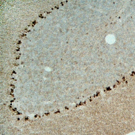 TRAIL R2/TNFRSF10B antibody in Mouse Brain by Immunohistochemistry (IHC-Fr).