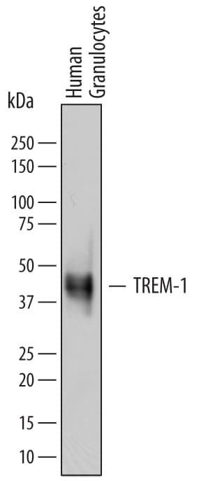 Detection of Human TREM-1 antibody by Western Blot.