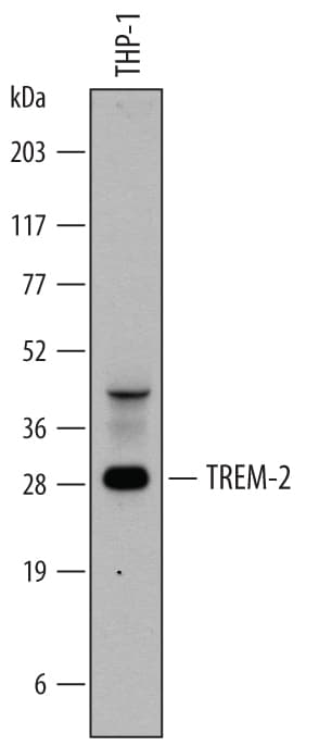 Detection of Human TREM2 antibody by Western Blot.
