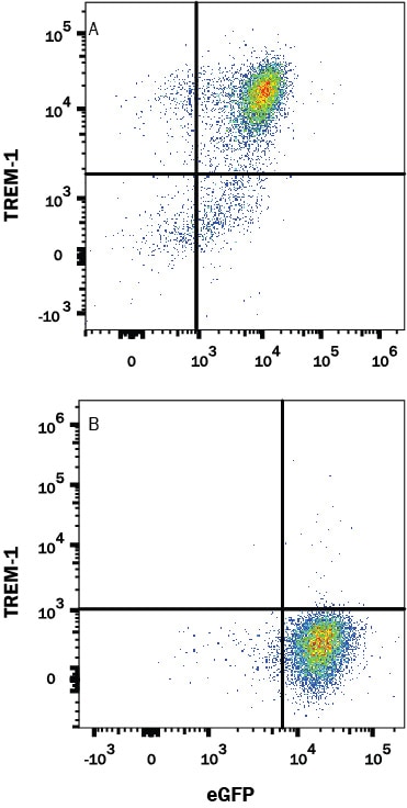 Detection of TREM-1 antibody in HEK293 Human Cell Line Transfected with Human TREM-1 and eGFP antibody by Flow Cytometry.