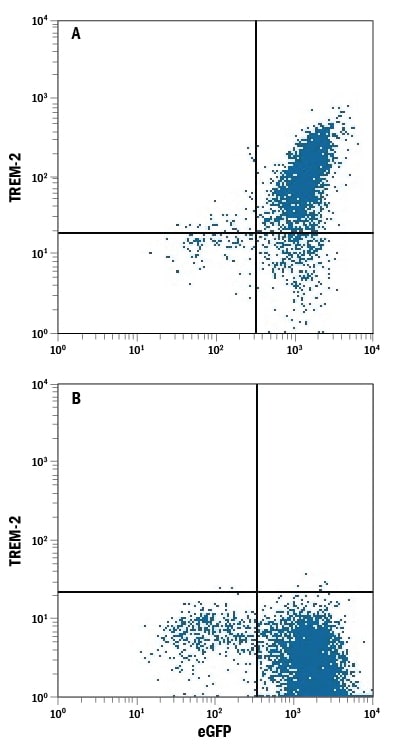 Detection of TREM-2 antibody in HEK293 Human Cell Line Transfected with eGFP and either Human TREM-2 or Human TREM-1 antibody by Flow Cytometry.