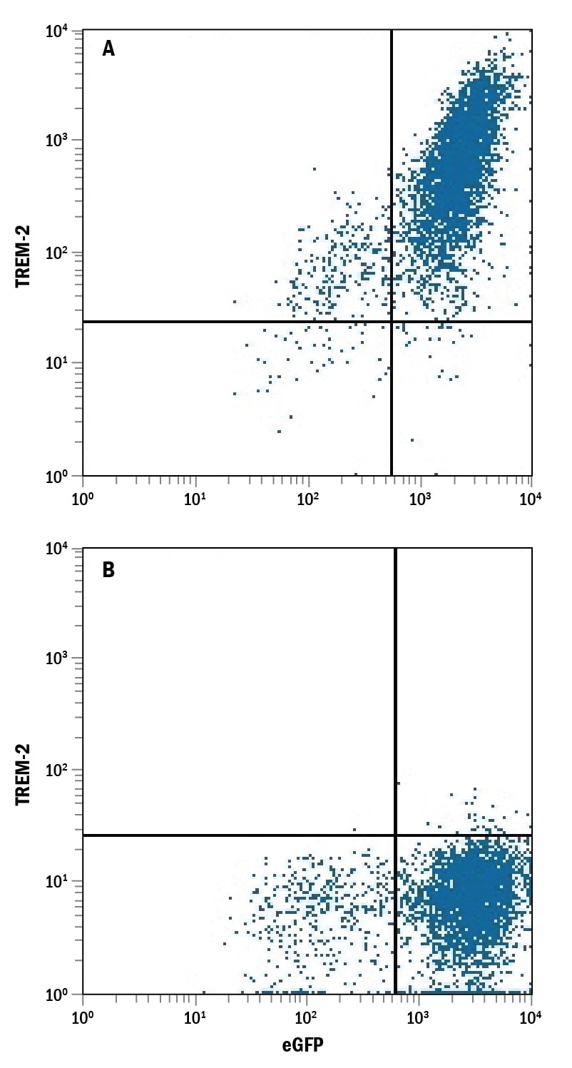 Detection of TREM2 antibody in HEK293 Human Cell Line Transfected with eGFP and Either Human TREM2 or Human TREM1 antibody by Flow Cytometry.