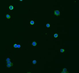 TRIM21 antibody in Human PBMCs by Immunocytochemistry (ICC).