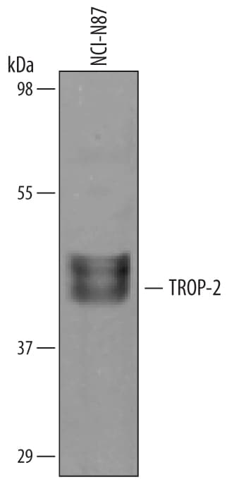 Detection of Human TROP‑2 antibody by Western Blot.