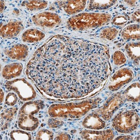 TSC2 antibody in Human Kidney by Immunohistochemistry (IHC-P).
