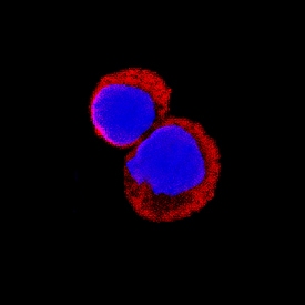 TSG-6 antibody in Mouse Splenocytes by Immunocytochemistry (ICC).