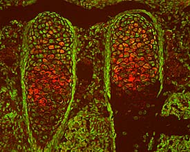 TSG antibody in Mouse Embryo by Immunohistochemistry (IHC-Fr).