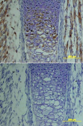 TSG antibody in Mouse Embryo by Immunohistochemistry (IHC-Fr).
