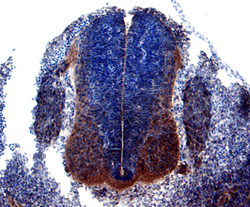 TSG antibody in Mouse Embryonic Spinal Cord by Immunohistochemistry (IHC-Fr).