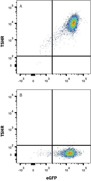 Detection of TSH R antibody in HEK293 Human Cell Line Transfected with Human TSH R and eGFP antibody by Flow Cytometry.
