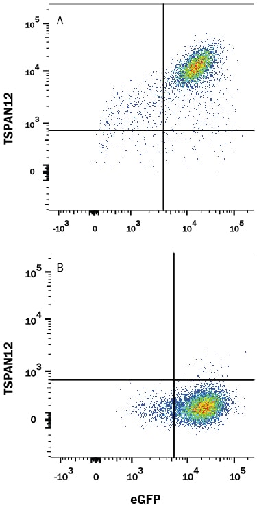 Detection of TSPAN12 antibody in HEK293 Human Cell Line Transfected with Human TSPAN12 and eGFP antibody by Flow Cytometry.