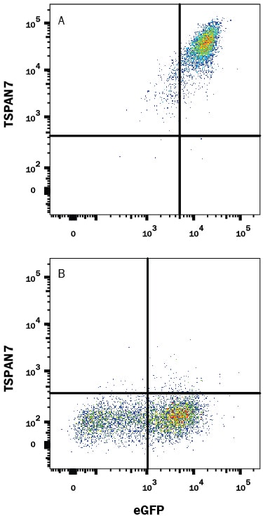 Detection of TSPAN7 antibody in HEK Human Cell Line Transfected with Human TSPAN7 and eGFP antibody by Flow Cytometry.