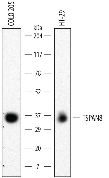 Detection of Human TSPAN8 antibody by Western Blot.