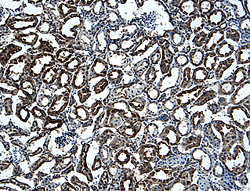 TWEAK R/TNFRSF12 antibody in Mouse Kidney by Immunohistochemistry (IHC-Fr).