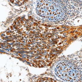 Teneurin-2 antibody in Mouse Brain by Immunohistochemistry (IHC-Fr).