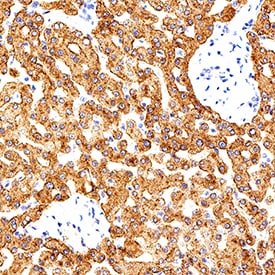 TfR2 antibody in Human Liver by Immunohistochemistry (IHC-P).
