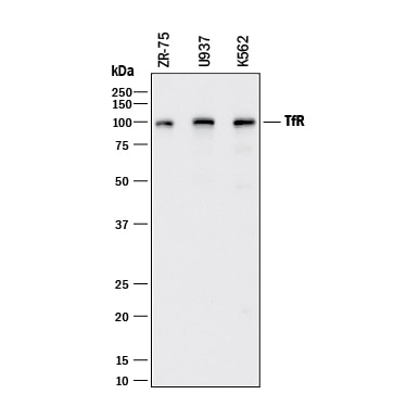 Detection of Human TfR (Transferrin R) antibody by Western Blot.
