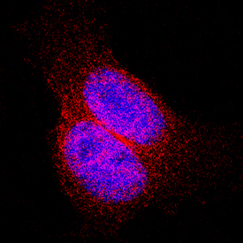 Thioredoxin-1 antibody in HeLa Human Cell Line by Immunocytochemistry (ICC).