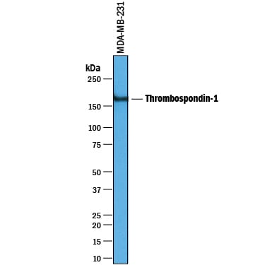 Detection of Human Thrombospondin‑1 antibody by Western Blot.