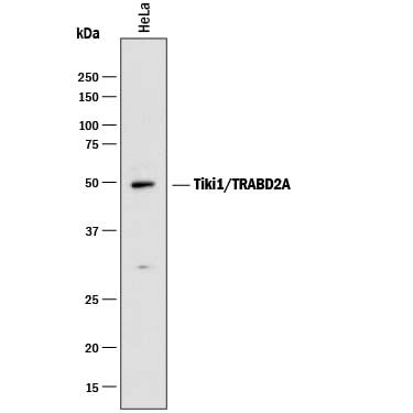 Detection of Human Tiki1/TRABD2A antibody by Western Blot.