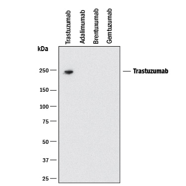 Detection of Trastuzumab antibody by Western Blot.