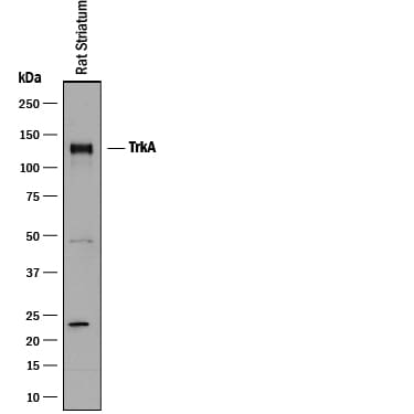 Detection of Rat TrkA antibody by Western Blot.