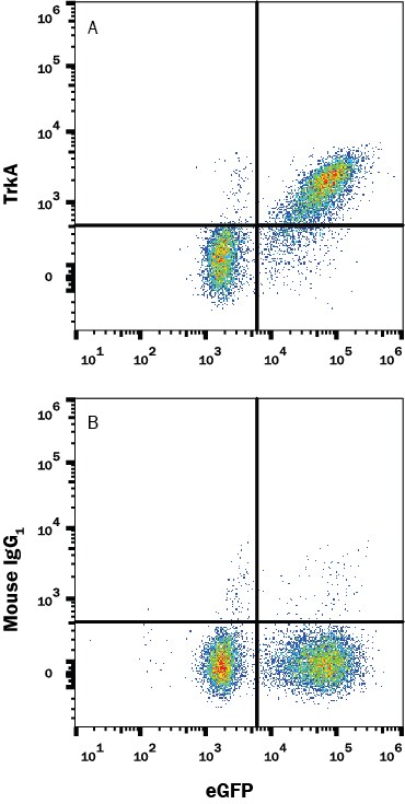 Detection of TrkA antibody in BAF Cell Line Transfected with Human TrkA and eGFP antibody by Flow Cytometry.
