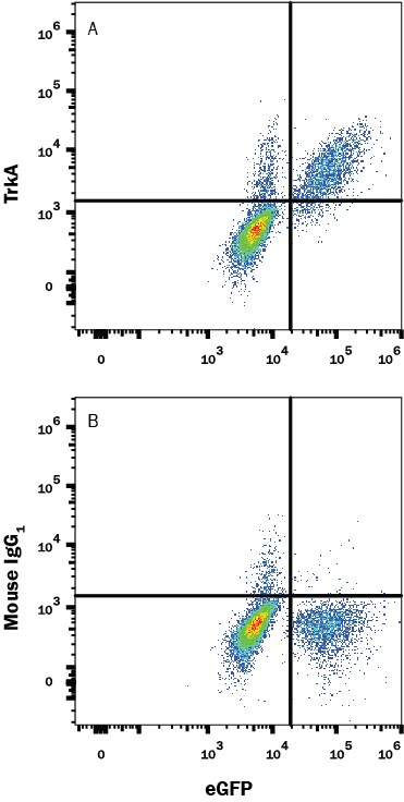 Detection of TrkA antibody in BAF Cell Line Transfected with Human TrkA and eGFP antibody by Flow Cytometry.
