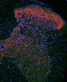 TrkB antibody in Mouse Spinal Cord by Immunohistochemistry (IHC-Fr).