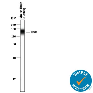 Detection of Mouse TrkB antibody by Simple WesternTM.