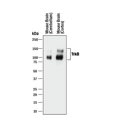 Detection of Mouse TrkB antibody by Western Blot.