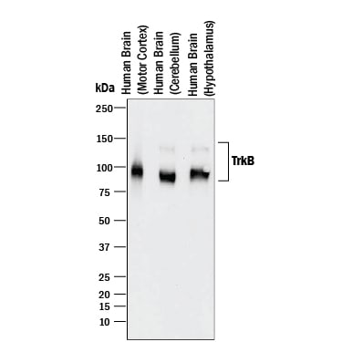 Detection of Human TrkB antibody by Western Blot.