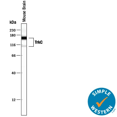 Detection of Mouse TrkC antibody by Simple WesternTM.