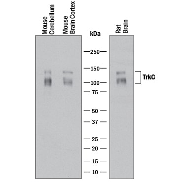 Detection of Mouse and Rat TrkC antibody by Western Blot.