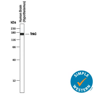 Detection of Human TrkC antibody by Simple WesternTM.