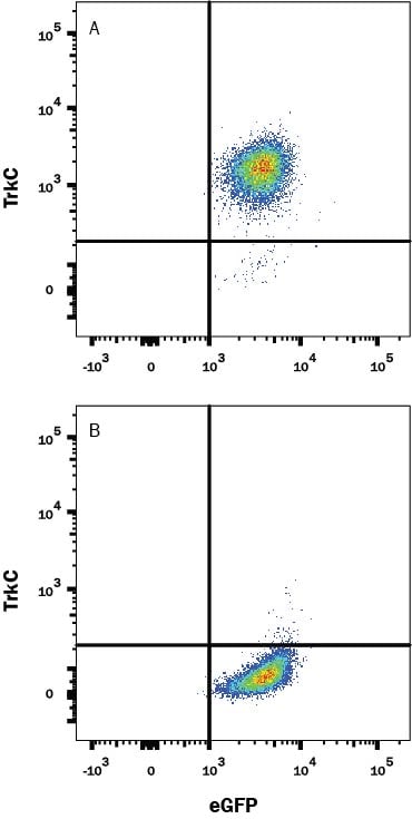 Detection of TrkC antibody in Human TrkC transfected cells antibody by Flow Cytometry.