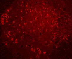TrkC antibody in Rat Spinal Cord by Immunohistochemistry (IHC-Fr).