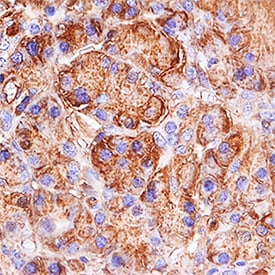 Trypsin 1/PRSS1 antibody in Human Pancreas by Immunohistochemistry (IHC-P).