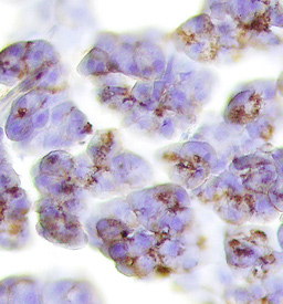 Trypsin 3/PRSS3 antibody in Mouse Pancreas by Immunohistochemistry (IHC-Fr).