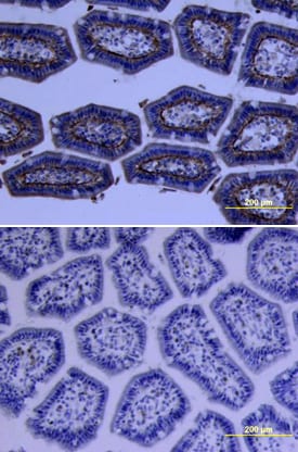 Trypsin 3/PRSS3 antibody in Mouse Pancreas by Immunohistochemistry (IHC-Fr).