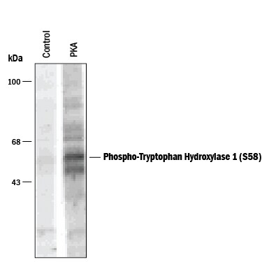 Detection of Phospho-Tryptophan Hydroxylase (S58) antibody by Western Blot.