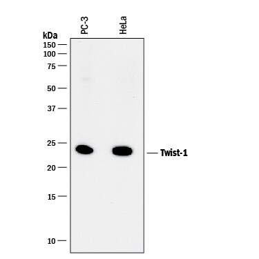 Detection of Human Twist-1 antibody by Western Blot.