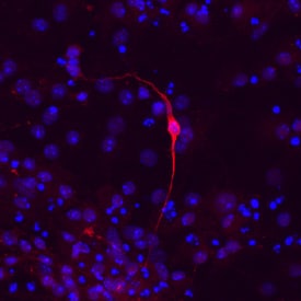 Tyrosine Hydroxylase antibody in D3 Mouse Embryonic Stem Cells by Immunocytochemistry (ICC).